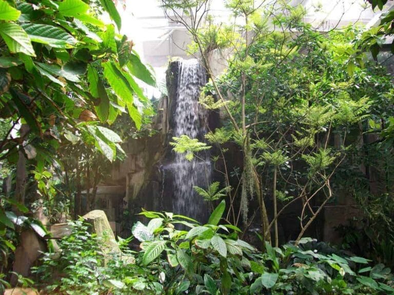 La serre amazonienne 3 La serre amazonienne