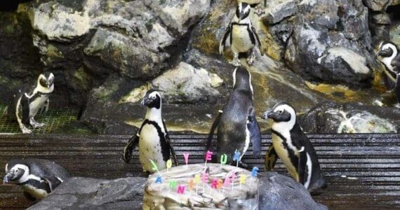 Aquarium Mare Nostrum : Les manchots fêtent leurs anniversaires !