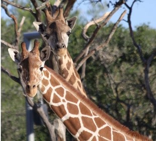 Arrivée de deux nouvelles girafes au Parc de Lunaret