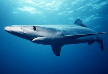 La vidéo d'un requin à la Grande Motte fait le buzz