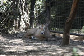 Montpellier : Dernières naissances au zoo du Lunaret