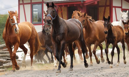 Montpellier : 300 chevaux envahiront le centre ville mardi 12 novembre !