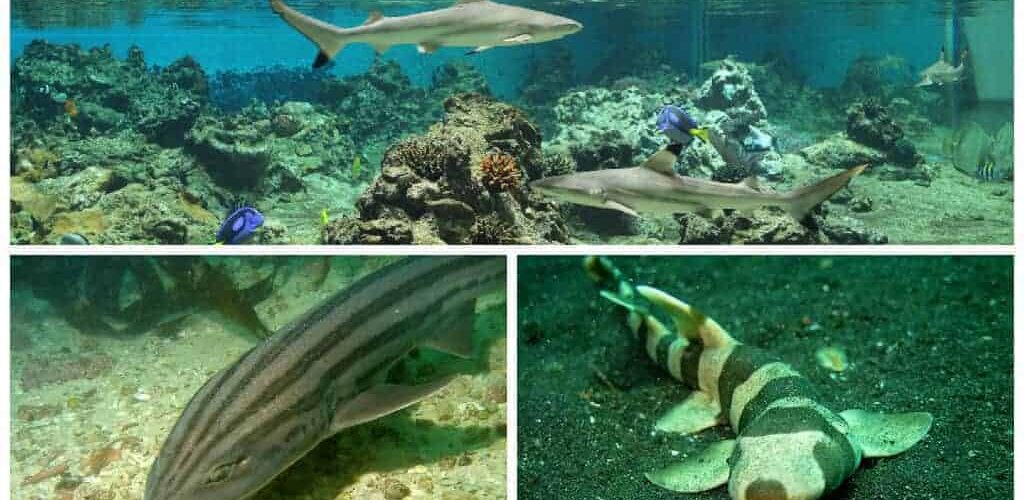 Montpellier Aquarium : 3 nouvelles espèces de requins pour Pâques