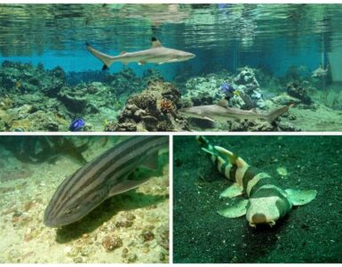 Montpellier Aquarium : 3 nouvelles espèces de requins pour Pâques