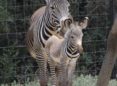 Montpellier : découvrez Eden, le bébé zèbre né au zoo du Lunaret le 6 mai dernier