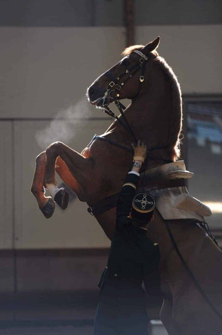 Montpellier : LE CADRE NOIR DE SAUMUR à la Park&Suites Arena en 2014!