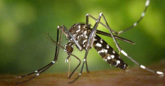 Montpellier : les moustiques reviennent en force !