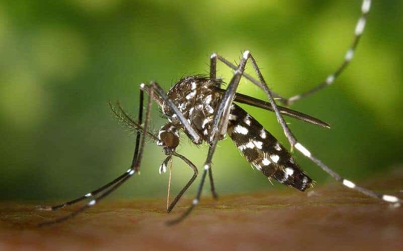 Montpellier : les moustiques reviennent en force !