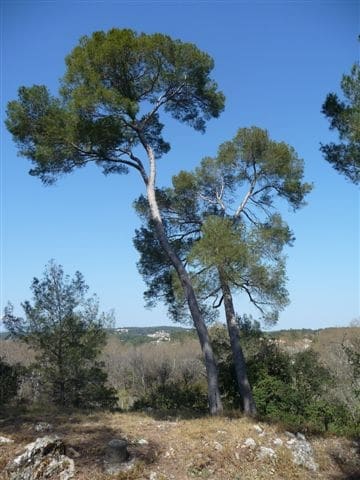 Montpellier : Les sites forestiers toujours fermés