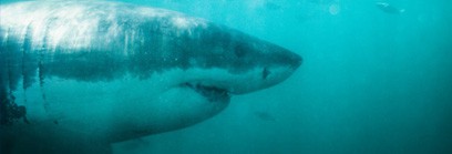 Montpellier : Partez à la rencontre des grands requins blancs