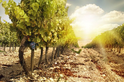 Montpellier : récolte viticole 2013 tardive mais qualité prometteuse