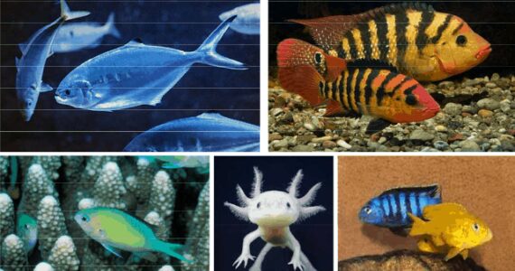 Montpellier : un festival de nouveautés à l'Aquarium Mare Nostrum
