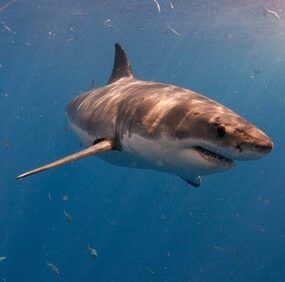 Montpellier : un requin aperçu dans les environs