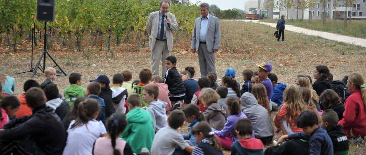 Montpellier : une centaine d'enfants vendangent au mas Nouguier