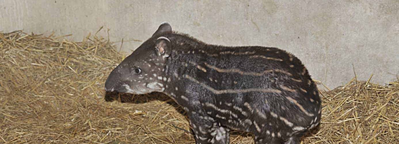 Naissance d’un petit tapir au Zoo du Lunaret