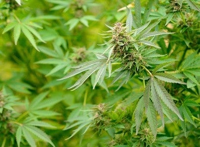 Record : 1800 pieds de cannabis saisis dans le Gard !