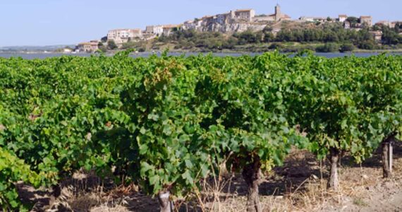 Vins du Languedoc : Des exportations en hausse !
