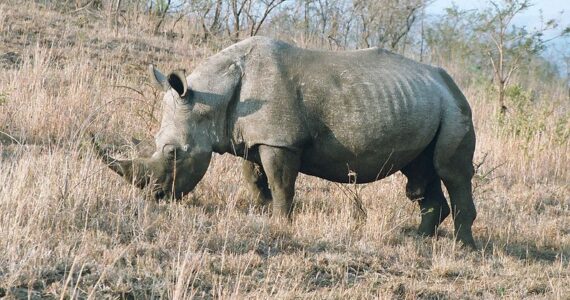 Zoo de Montpellier : échange de 2 rhinocéros blancs avec une grue!