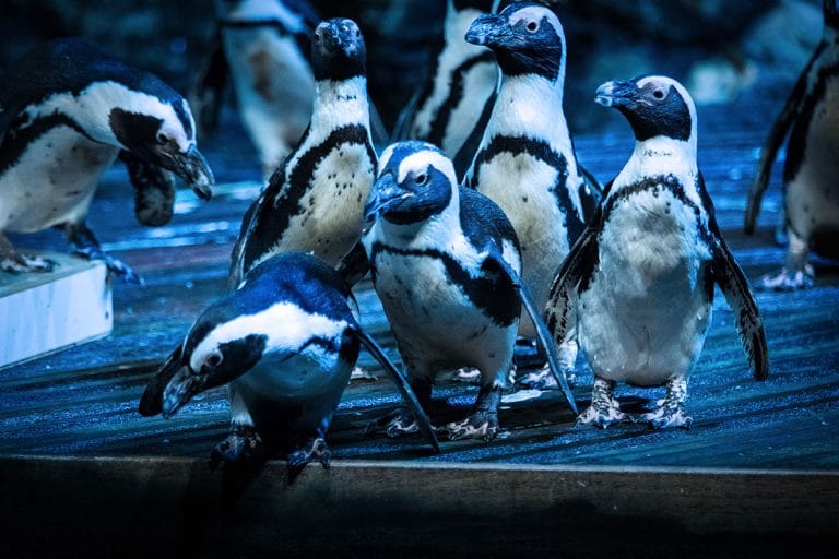 Planet Ocean Montpellier : Programme de l’Été 2023