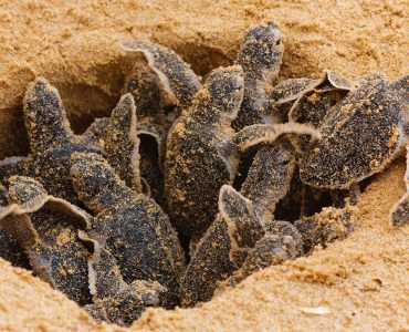 Ponte Exceptionnelle d'une Tortue Caouanne à Sète