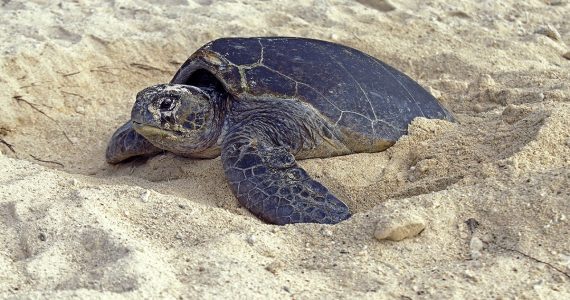 Ponte exceptionnelle d'une tortue Caouanne sur une plage de Marseillan dans l'Hérault