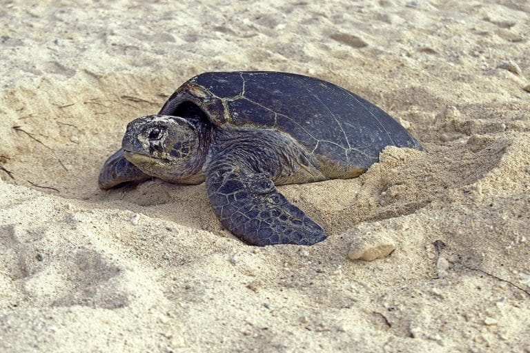 Ponte exceptionnelle d'une tortue Caouanne sur une plage de Marseillan dans l'Hérault