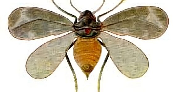 Un insecte ravageur, l'aleurode épineux, détecté pour la première fois dans le Gard et l'Hérault !