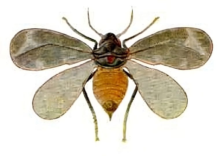 Un insecte ravageur, l'aleurode épineux, détecté pour la première fois dans le Gard et l'Hérault !