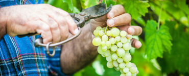 Vendanges Solidaires en Languedoc : Une Journée pour Célébrer le Vin et la Solidarité