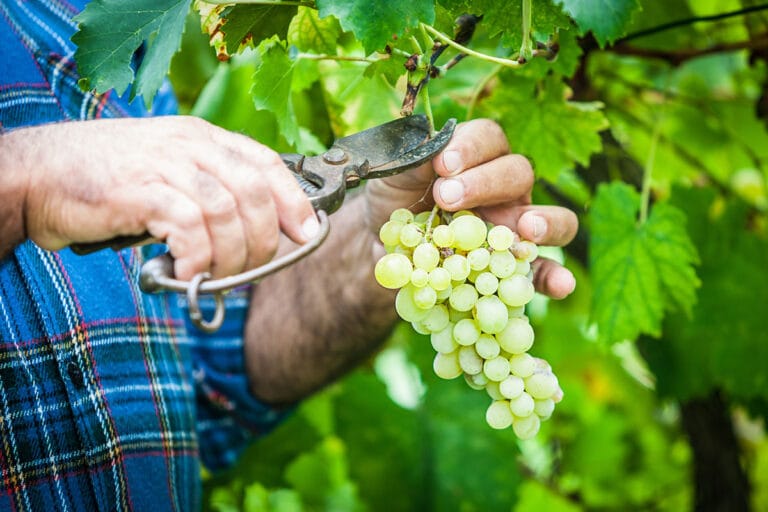 Vendanges Solidaires en Languedoc : Une Journée pour Célébrer le Vin et la Solidarité