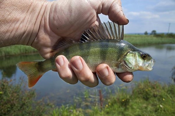 Ce qu'il faut savoir à propos de la pêche dans le Gardon