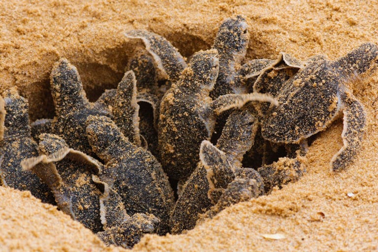 Naissance de Bébés Tortues à Marseillan : Un Phénomène Rare et Fascinant