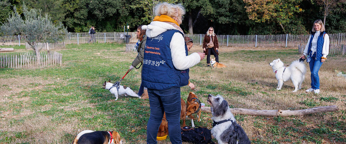 Cours Gratuits D’éducations Canine Dans Les Parcs De La Ville