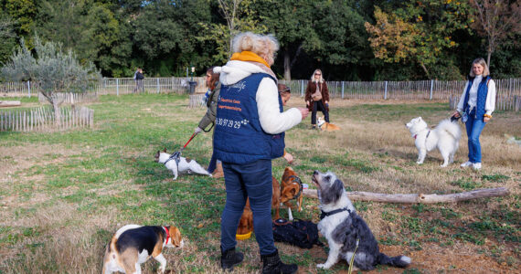 Cours Gratuits D’éducations Canine Dans Les Parcs De La Ville