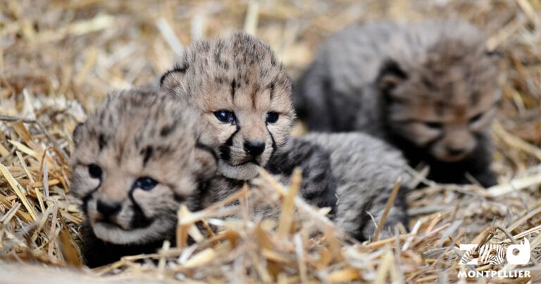 Trois nouveaux guépardeaux au Zoo de Montpellier